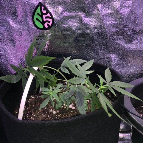 Prenseed growlog timeline photo