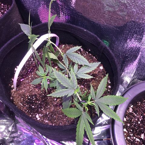 Prenseed growlog timeline photo