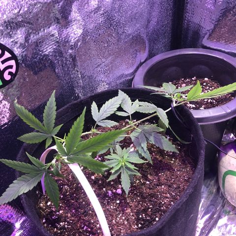 Prenseed growlog timeline photo