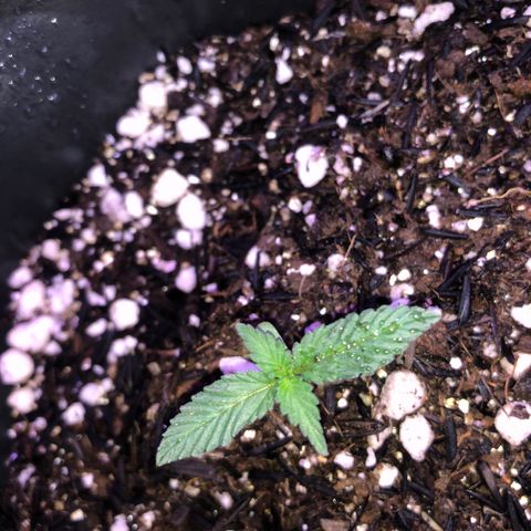 Purple Gelato  growlog timeline photo