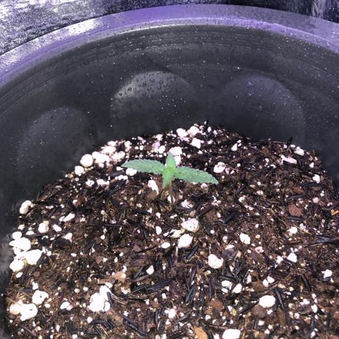 Purple Gelato  growlog timeline photo