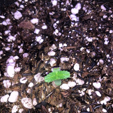 Super Purple growlog timeline photo