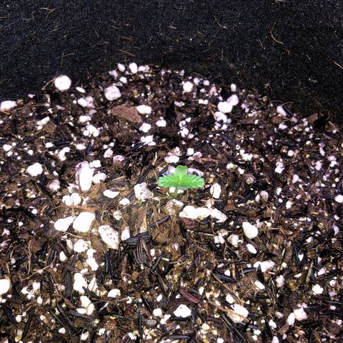 Super Purple growlog timeline photo