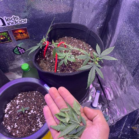 Prenseed growlog photo: Desfolhação 
