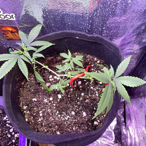 Prenseed growlog timeline photo