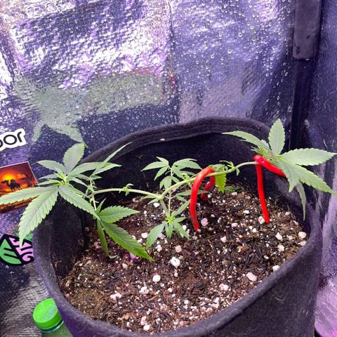 Prenseed growlog timeline photo