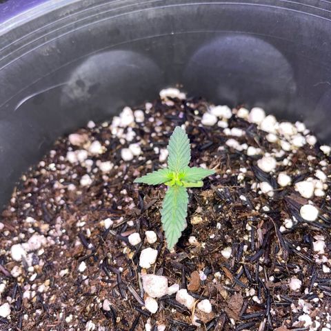 Purple Gelato  growlog timeline photo