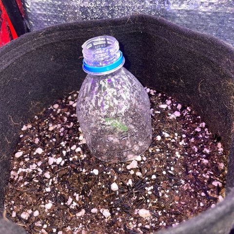 Super Purple growlog timeline photo