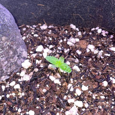 Super Purple growlog timeline photo