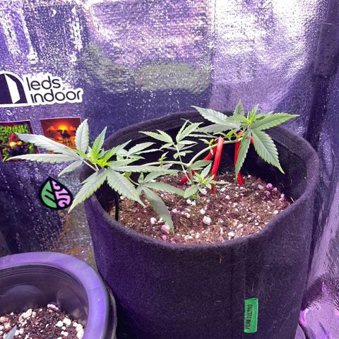 Prenseed growlog timeline photo