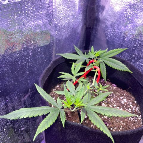 Prenseed growlog timeline photo