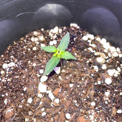 Purple Gelato  growlog timeline photo