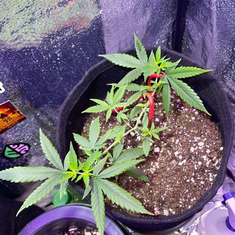 Prenseed growlog timeline photo