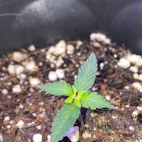 Purple Gelato  growlog timeline photo