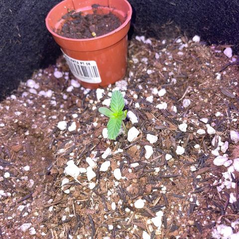 Super Purple growlog timeline photo