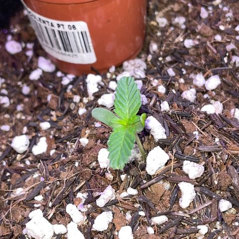 Super Purple growlog timeline photo