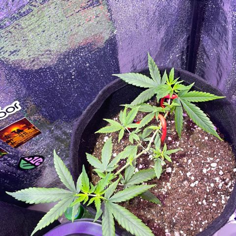 Prenseed growlog timeline photo