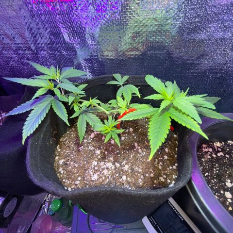 Prenseed growlog timeline photo