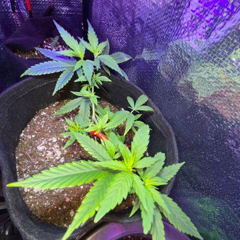 Prenseed growlog timeline photo