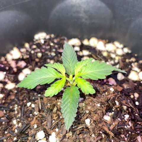 Purple Gelato  growlog timeline photo