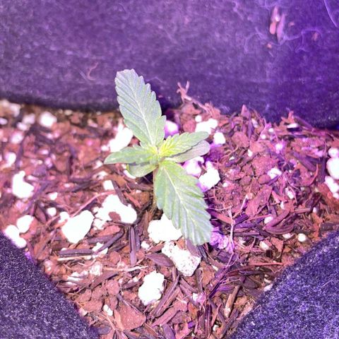 Super Purple growlog timeline photo