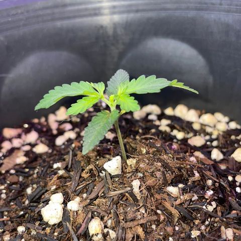 Purple Gelato  growlog timeline photo