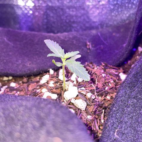 Super Purple growlog timeline photo