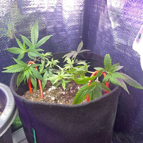 Prenseed growlog photo: 🌱