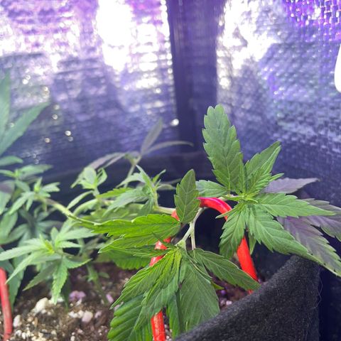 Prenseed growlog photo: 🌱
