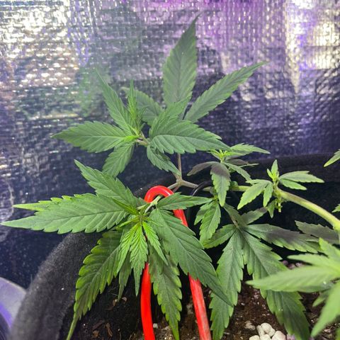 Prenseed growlog photo: 🌱