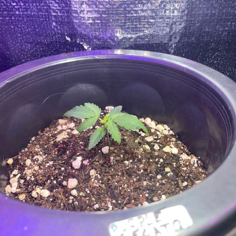 Purple Gelato  growlog timeline photo