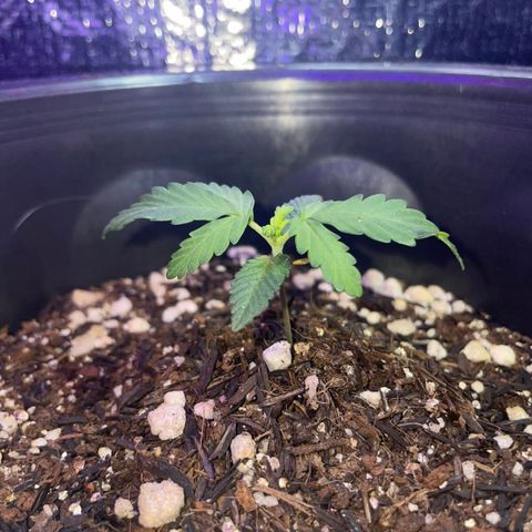 Purple Gelato  growlog timeline photo