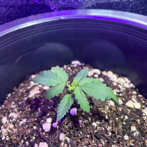 Purple Gelato  growlog timeline photo