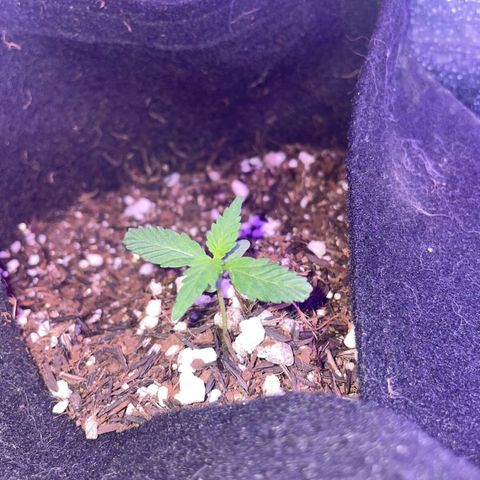 Super Purple growlog timeline photo