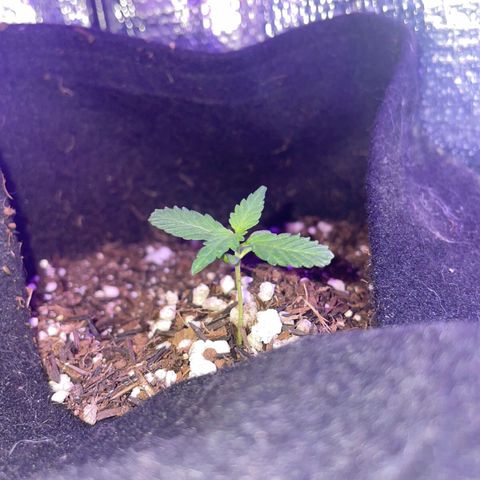 Super Purple growlog timeline photo
