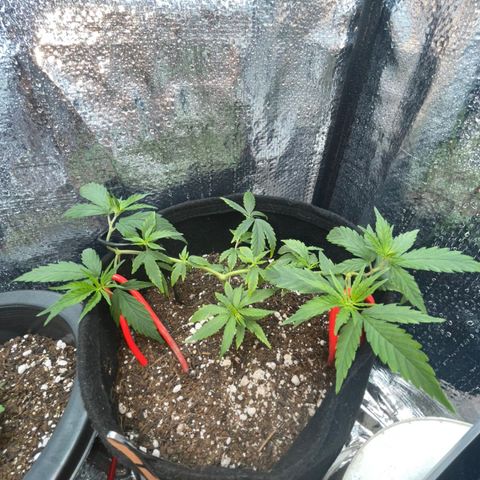 Prenseed growlog timeline photo
