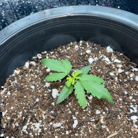 Purple Gelato  growlog timeline photo