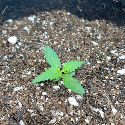 Super Purple growlog timeline photo