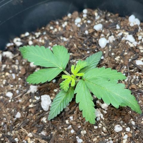 Purple Gelato  growlog timeline photo