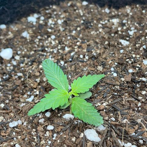 Super Purple growlog timeline photo