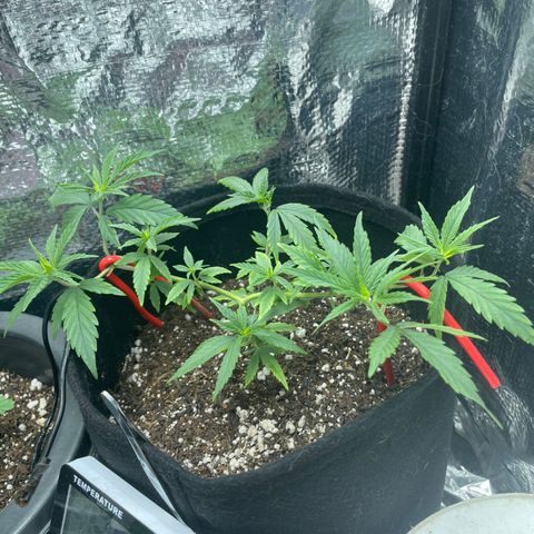 Prenseed growlog timeline photo