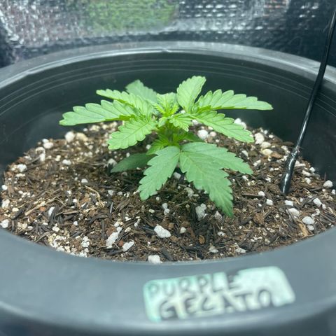 Purple Gelato  growlog timeline photo