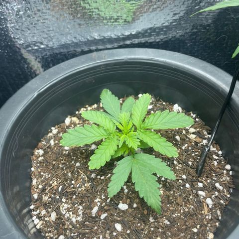 Purple Gelato  growlog timeline photo