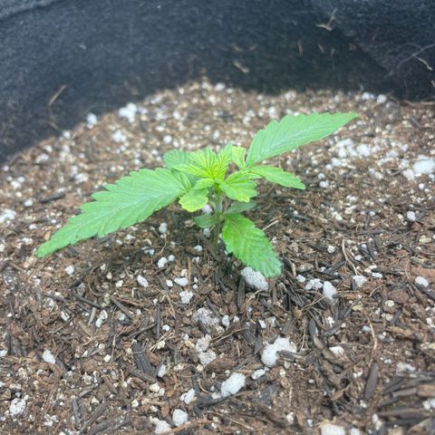 Super Purple growlog timeline photo