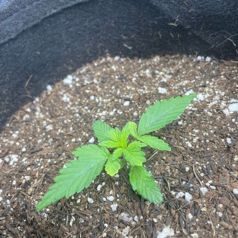 Super Purple growlog timeline photo