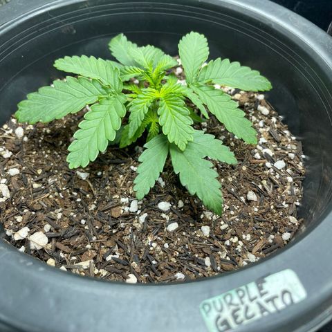Purple Gelato  growlog timeline photo