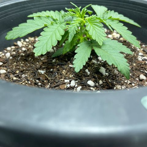 Purple Gelato  growlog timeline photo