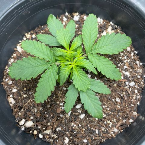 Purple Gelato  growlog timeline photo