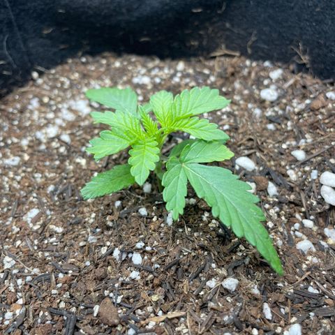 Super Purple growlog timeline photo