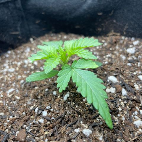 Super Purple growlog timeline photo